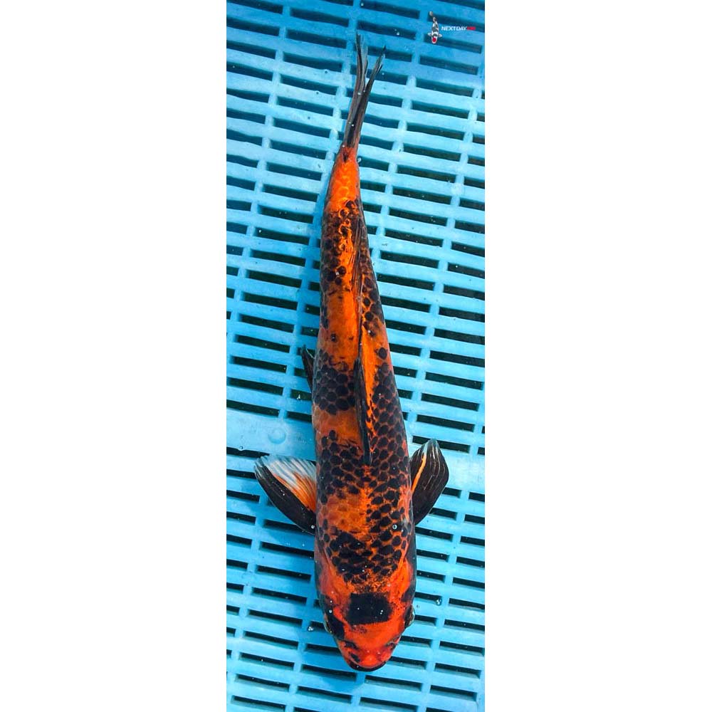 12-14” Imported Kin Hi Utsuri