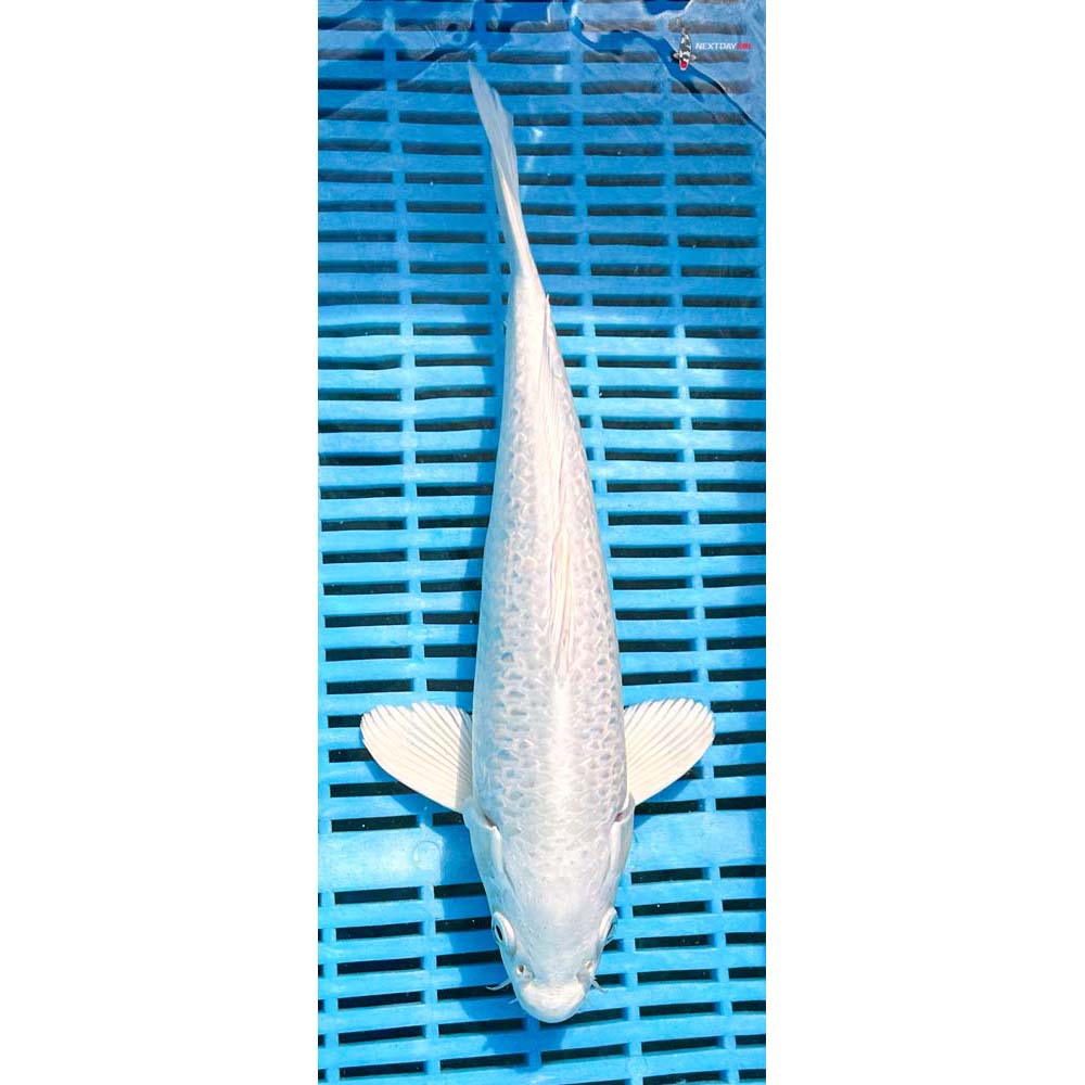 12-14” Imported Platinum Ogon