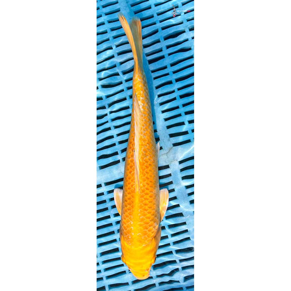 12-14” Imported Yamabuki Ogon