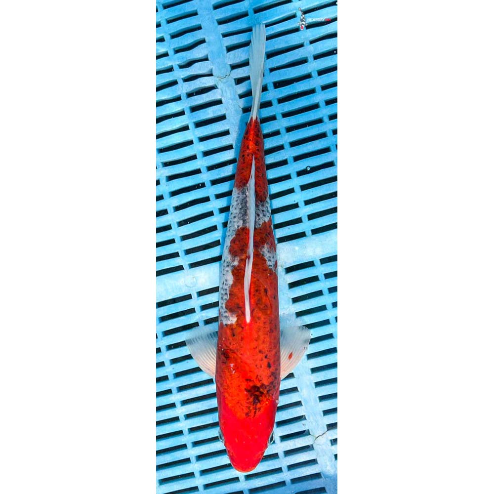 12-14” Imported Goshiki