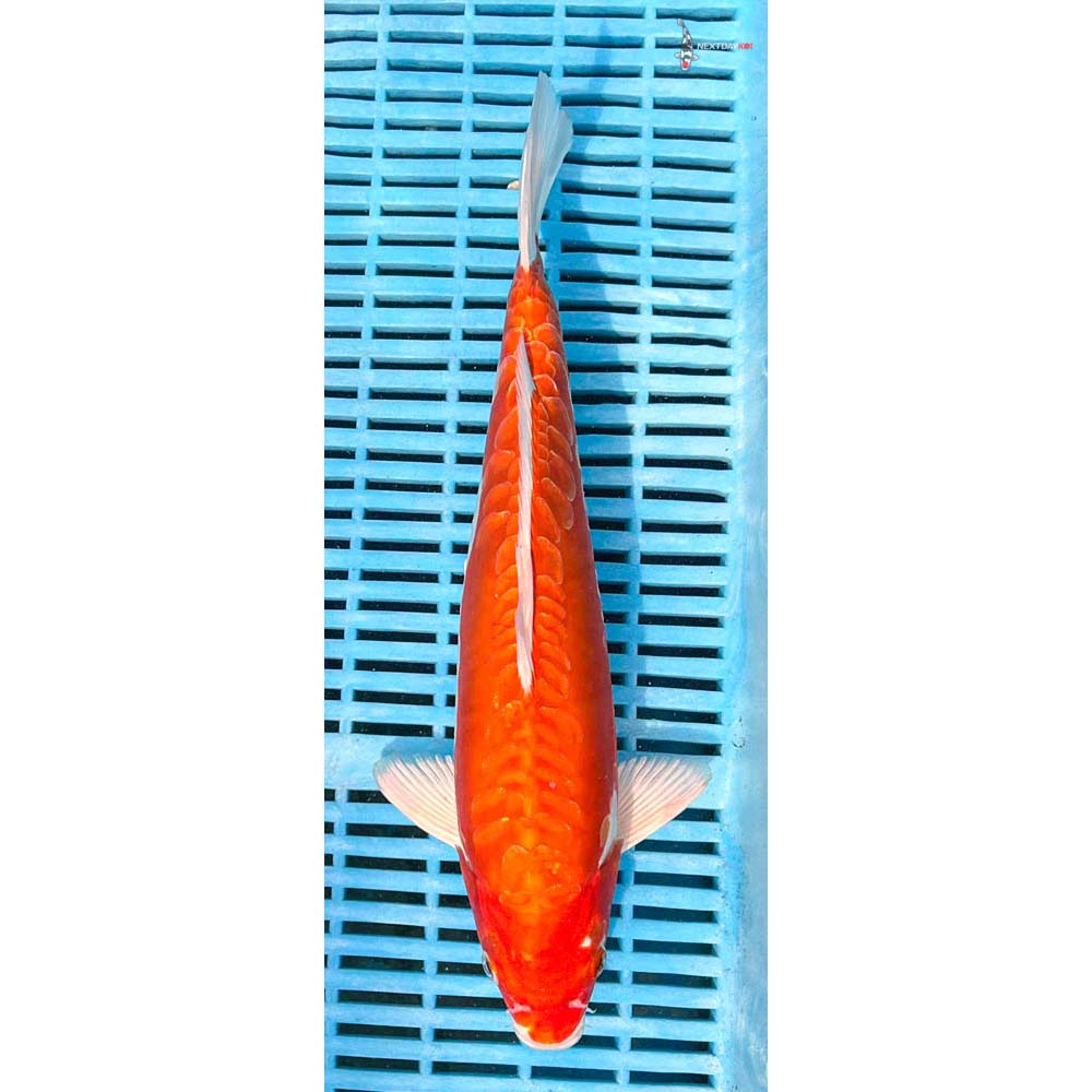 12-14” Imported Kikusui