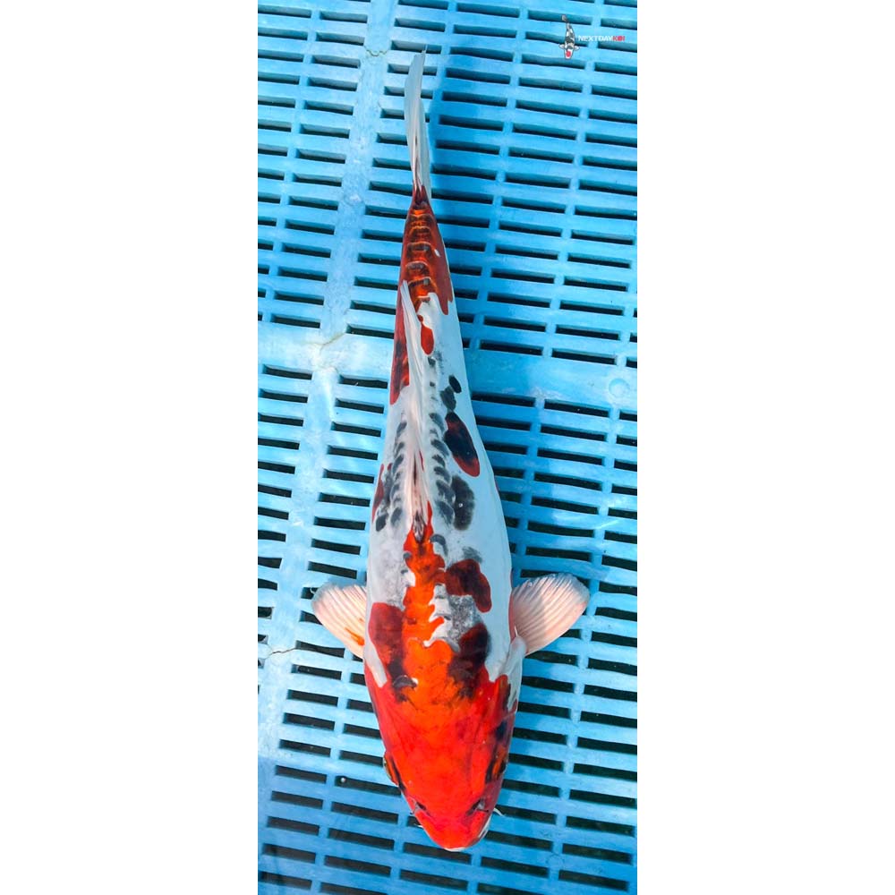 12-14” Imported Heisei Nishiki