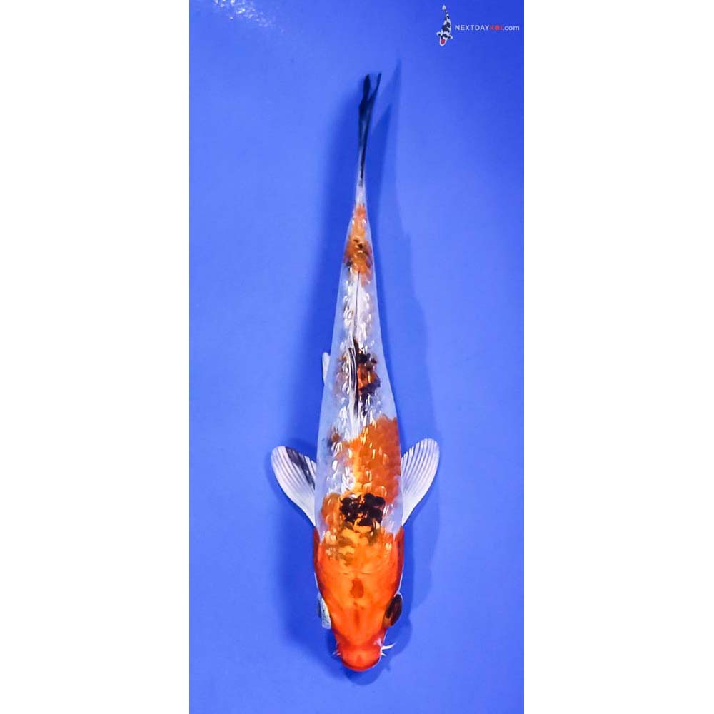 5” Imported Gin Rin Yamato Nishiki