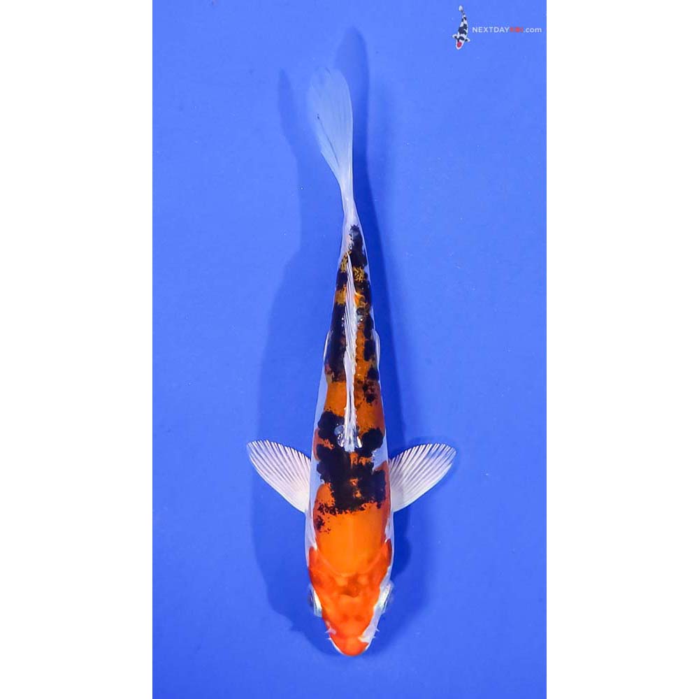 5” Imported Heisei Nishiki
