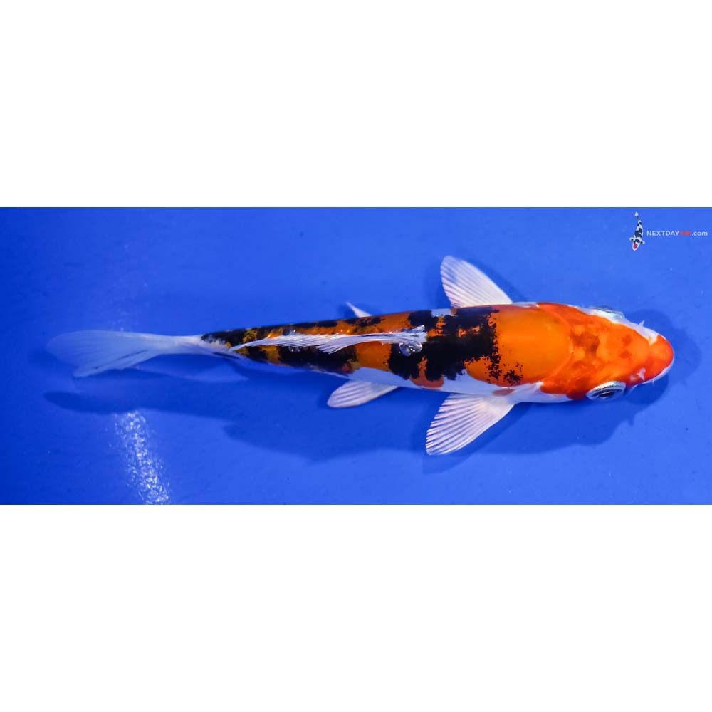 5” Imported Heisei Nishiki