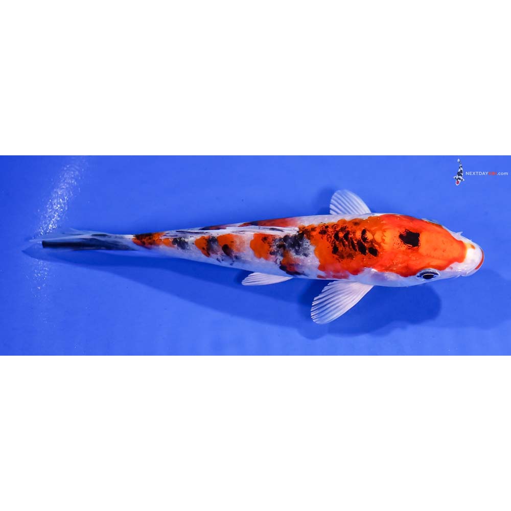 5.5” Imported Yamato Nishiki