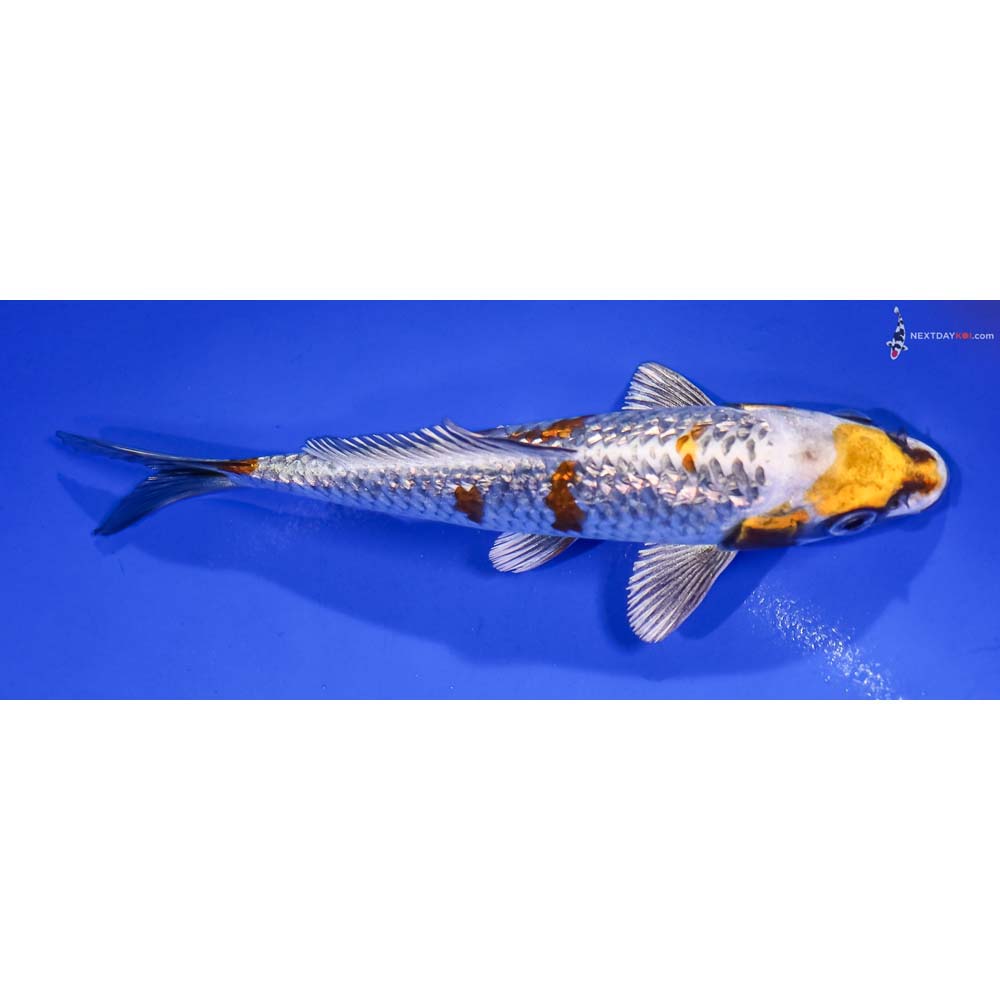 5.5” Imported Gin Rin Kujaku