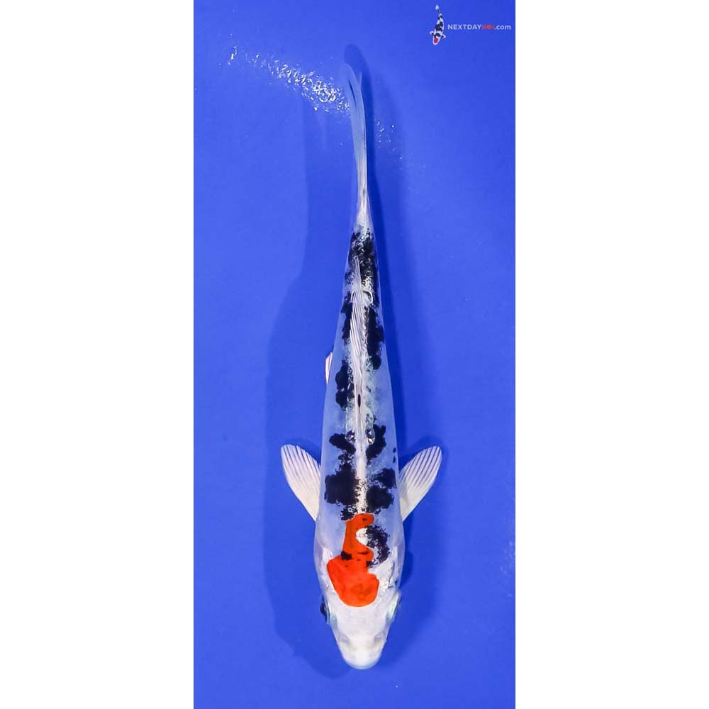 5.5” Imported Heisei Nishiki