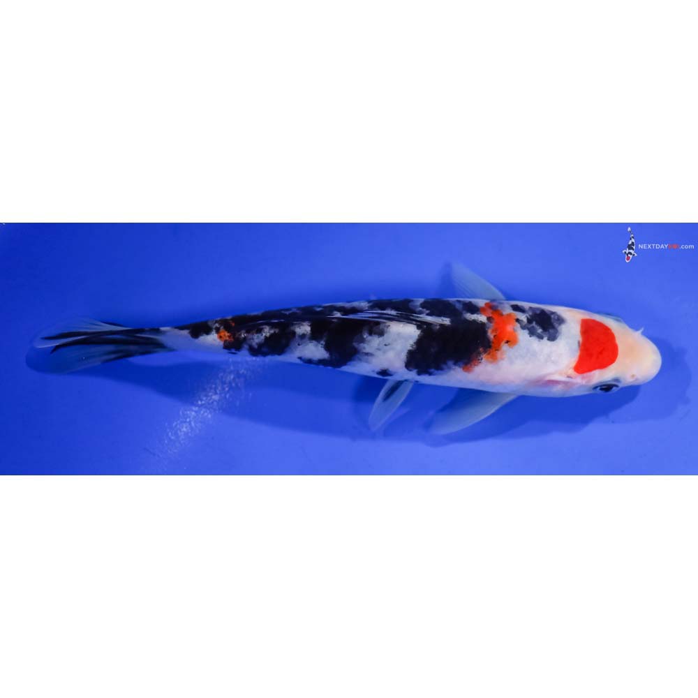 6” Imported Sanke