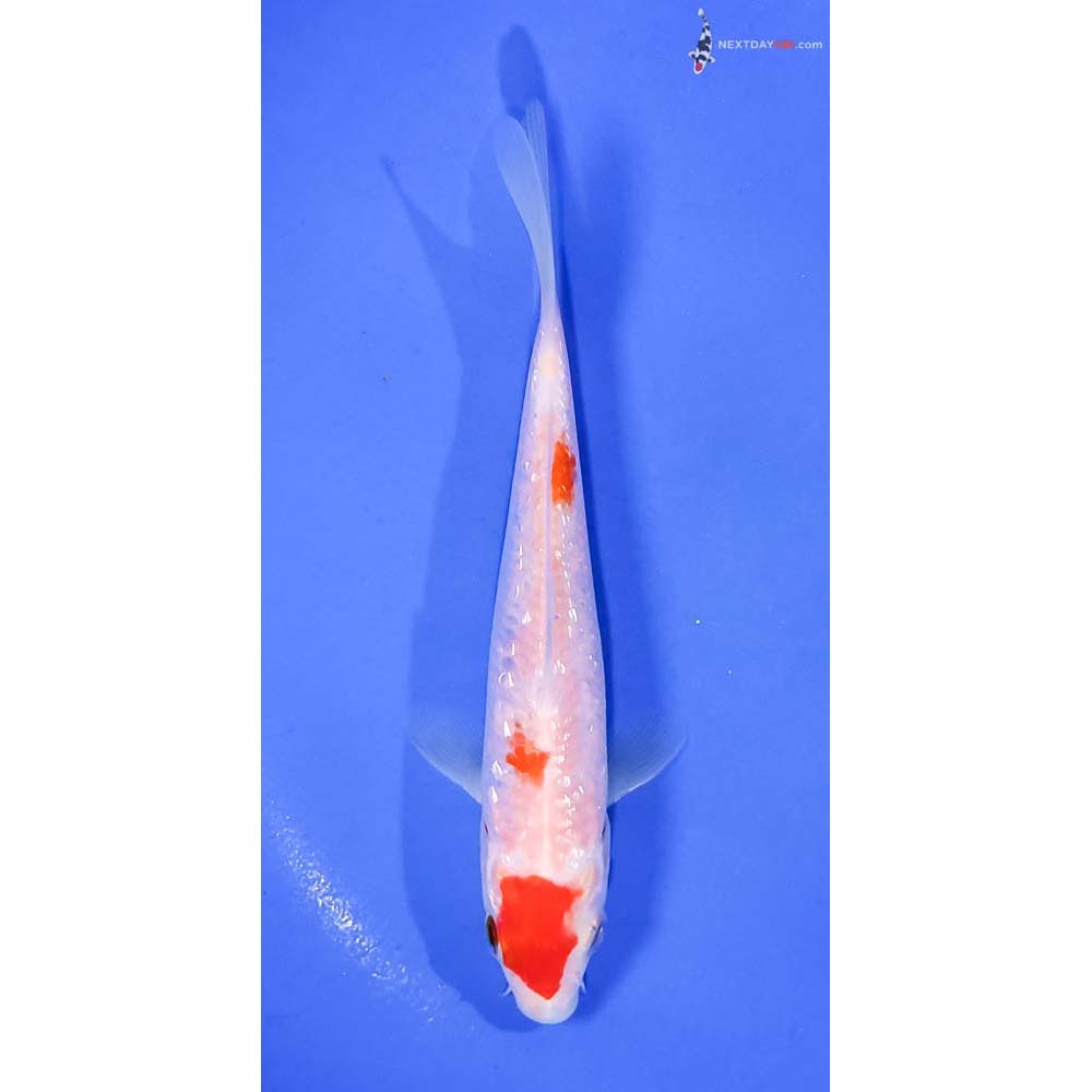 6” Imported Gin Rin Kohaku