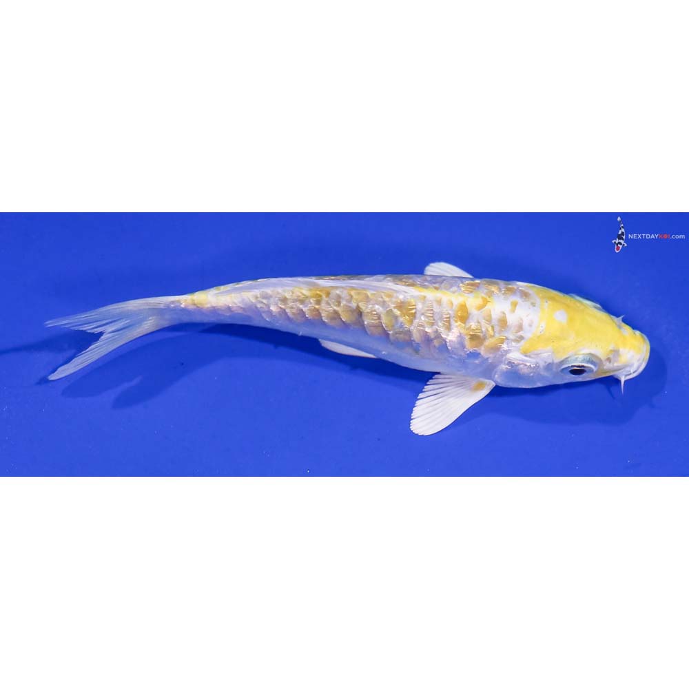 4.5” Imported Gin Rin Armor Scaled Lemon Hariwake