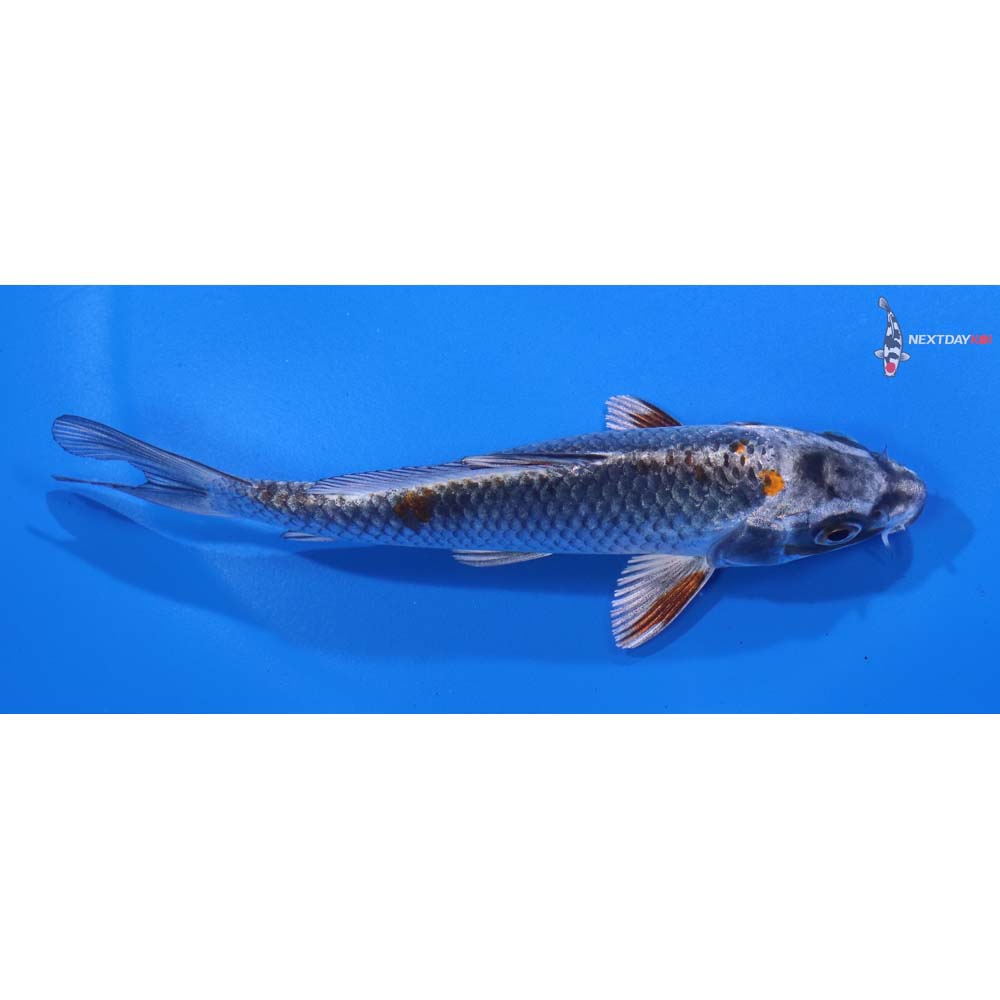 5” Imported Kujaku