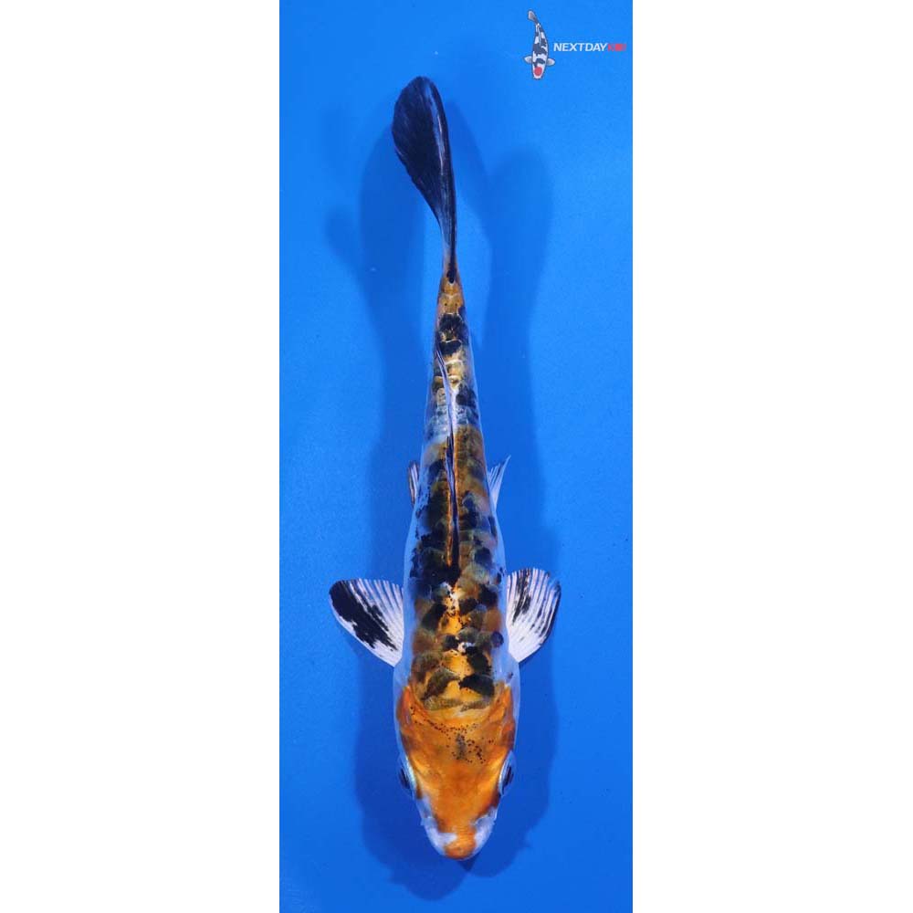 4.5” Imported Armor Scaled Yamato Nishiki
