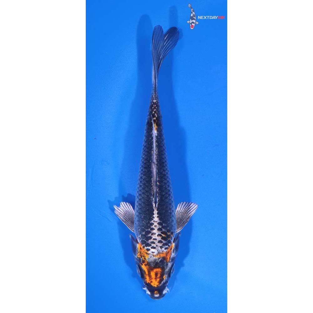 5” Imported Kujaku