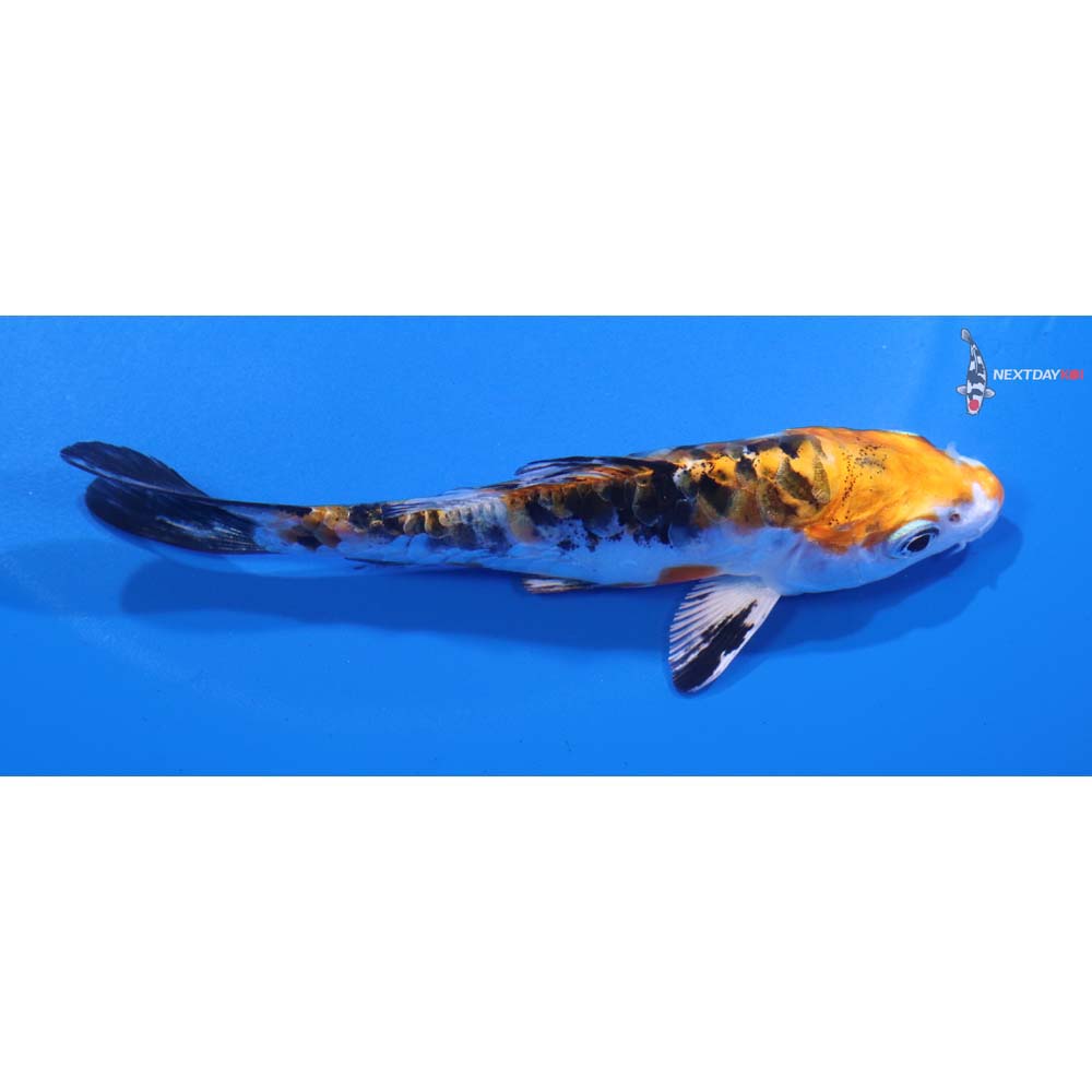 4.5” Imported Armor Scaled Yamato Nishiki