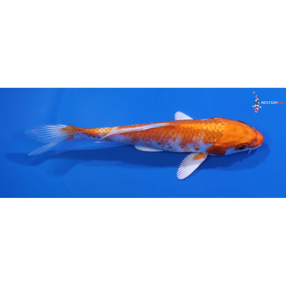 5” Imported Hariwake