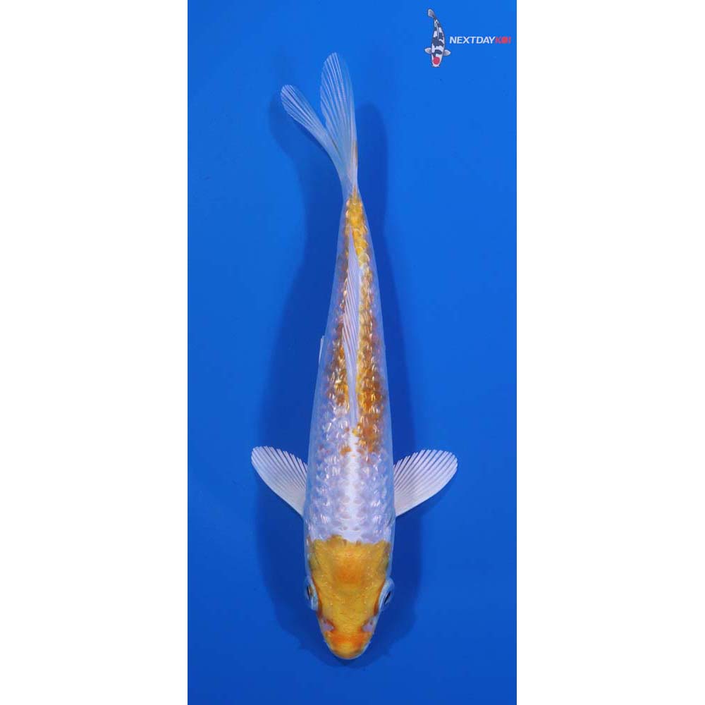 5.5” Imported Gin Rin Lemon Hariwake