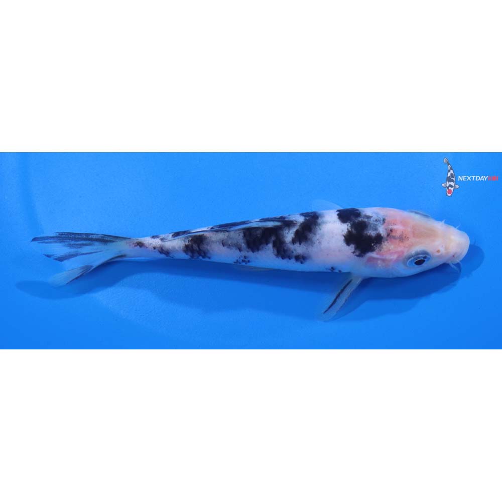 5.5” Imported Shiro Bekko