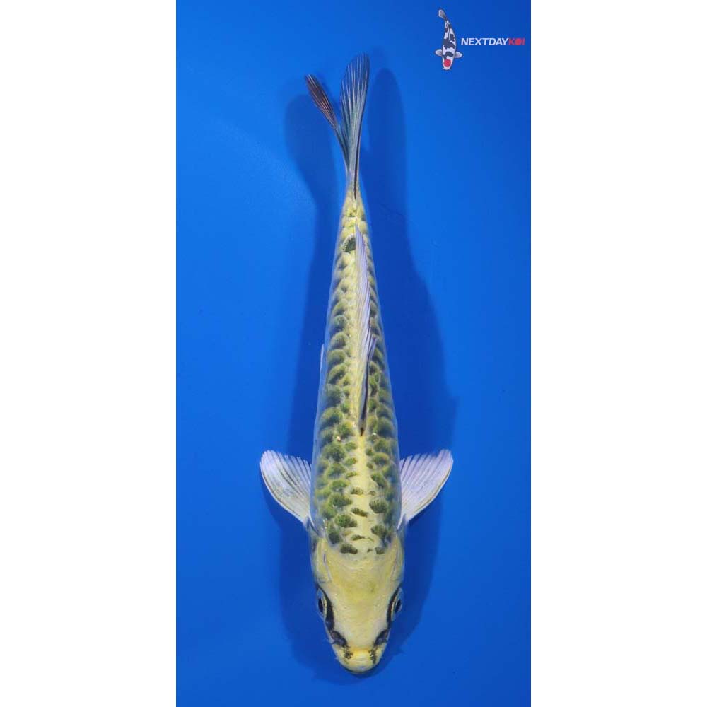 5.5” Imported Armor Scaled Kujaku