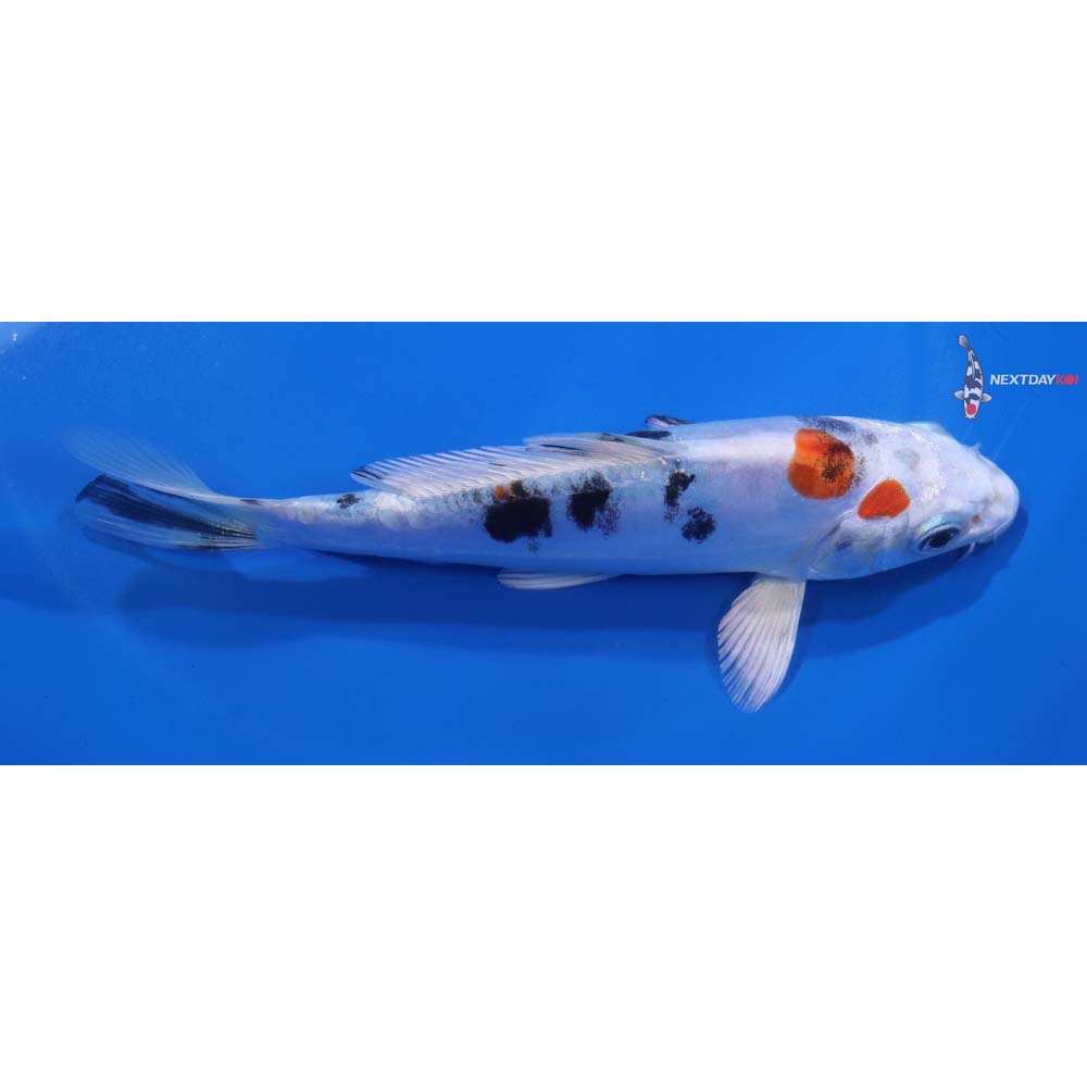 5.5” Imported Heisei Nishiki