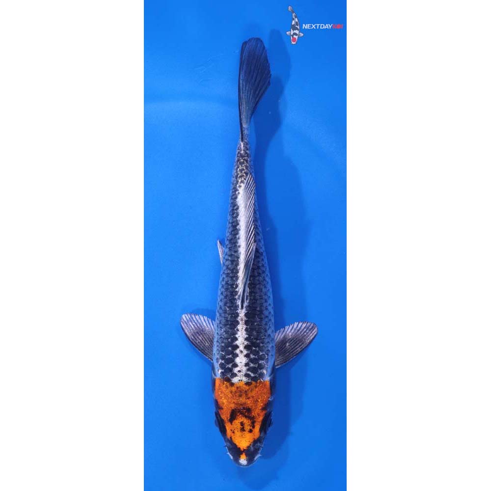6” Imported Kujaku
