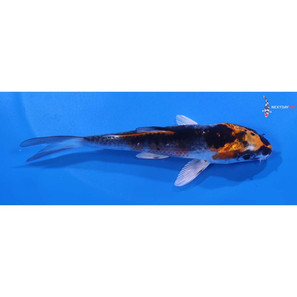 4.5” Imported Kujaku