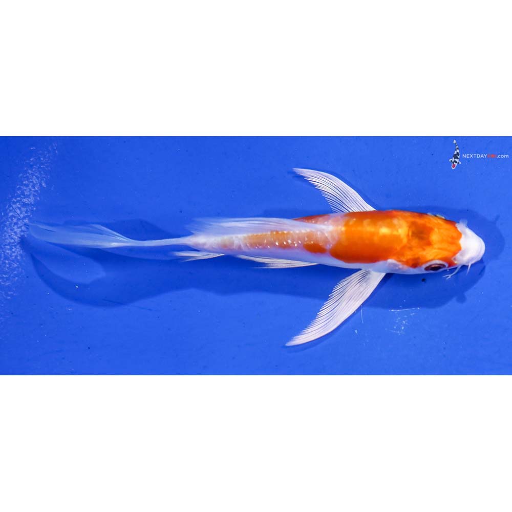 4.5” Imported Kikusui Butterfly Koi