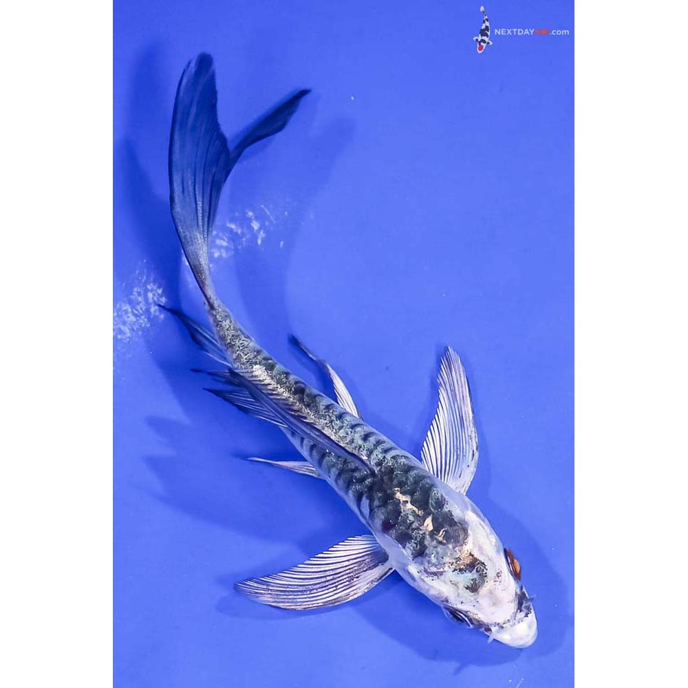 4.5” Imported Armor Scaled Gin Matsuba Butterfly Koi