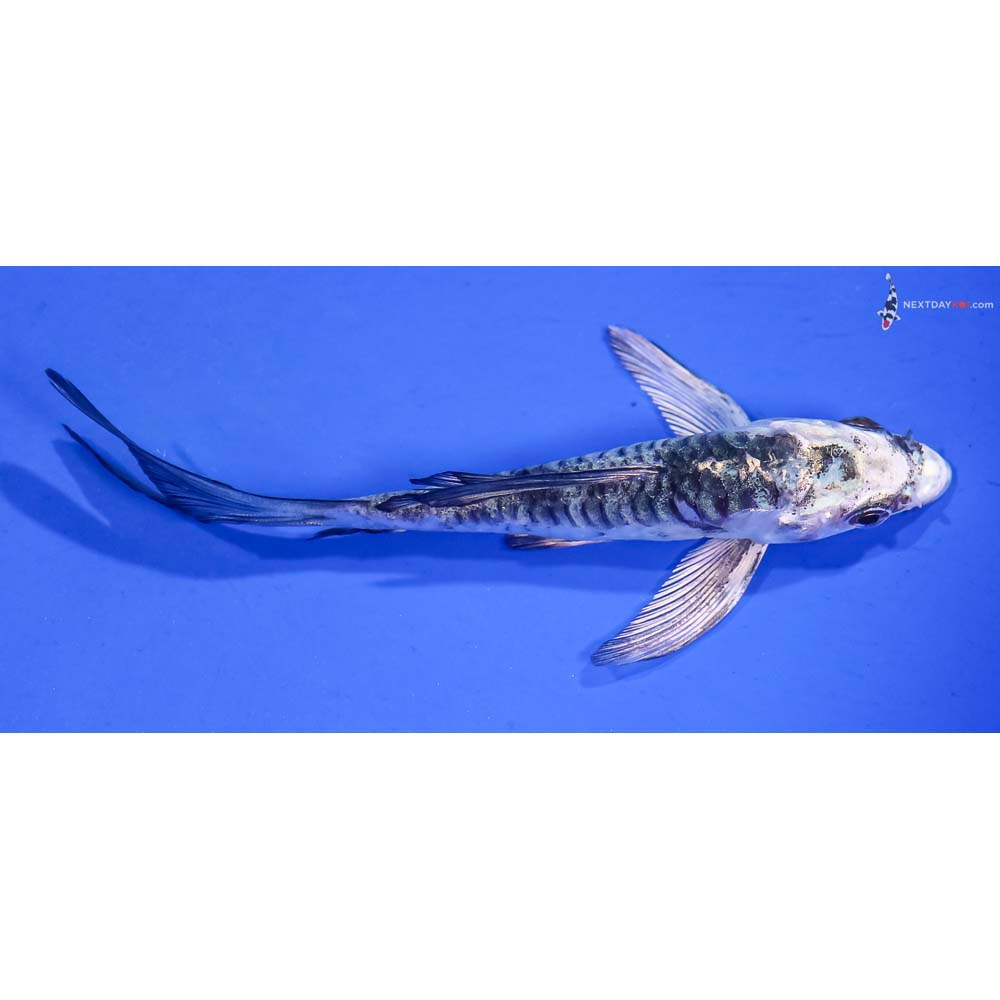 4.5” Imported Armor Scaled Gin Matsuba Butterfly Koi