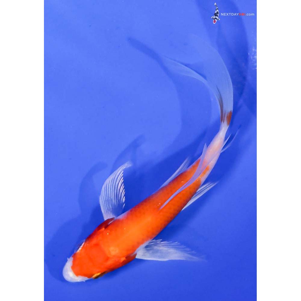 4.5” Imported Hariwake Butterfly Koi