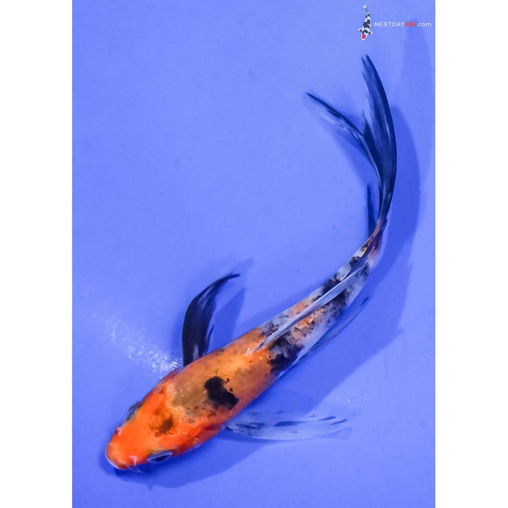 4.5” Imported Aka Sanke Butterfly Koi