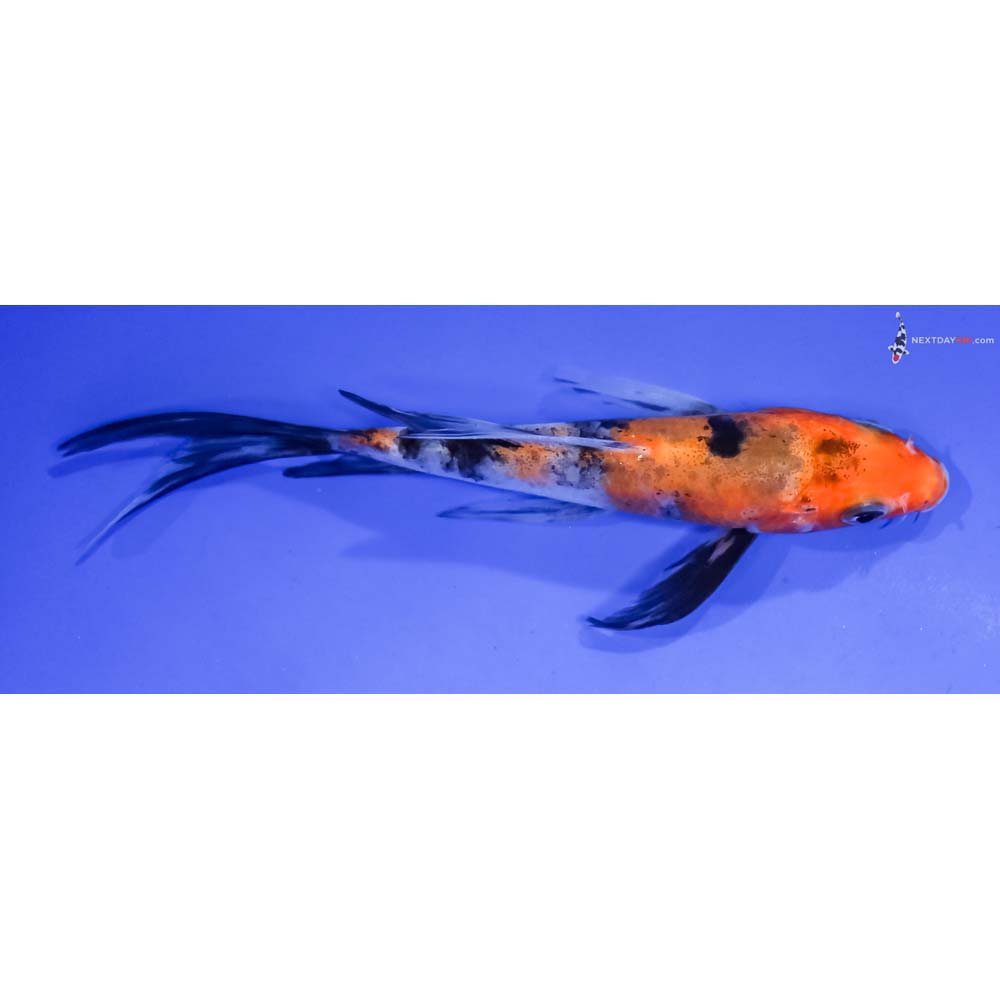 4.5” Imported Aka Sanke Butterfly Koi