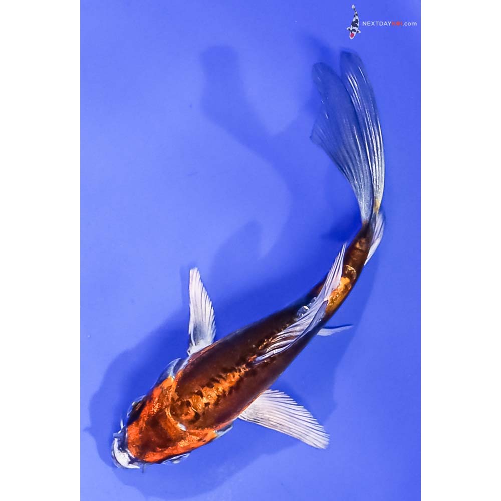 4.5” Imported Kin Kikokuryu Butterfly Koi
