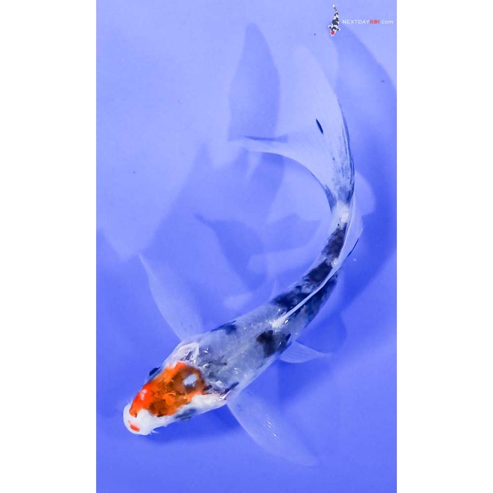 4” Imported Sanke Butterfly Koi