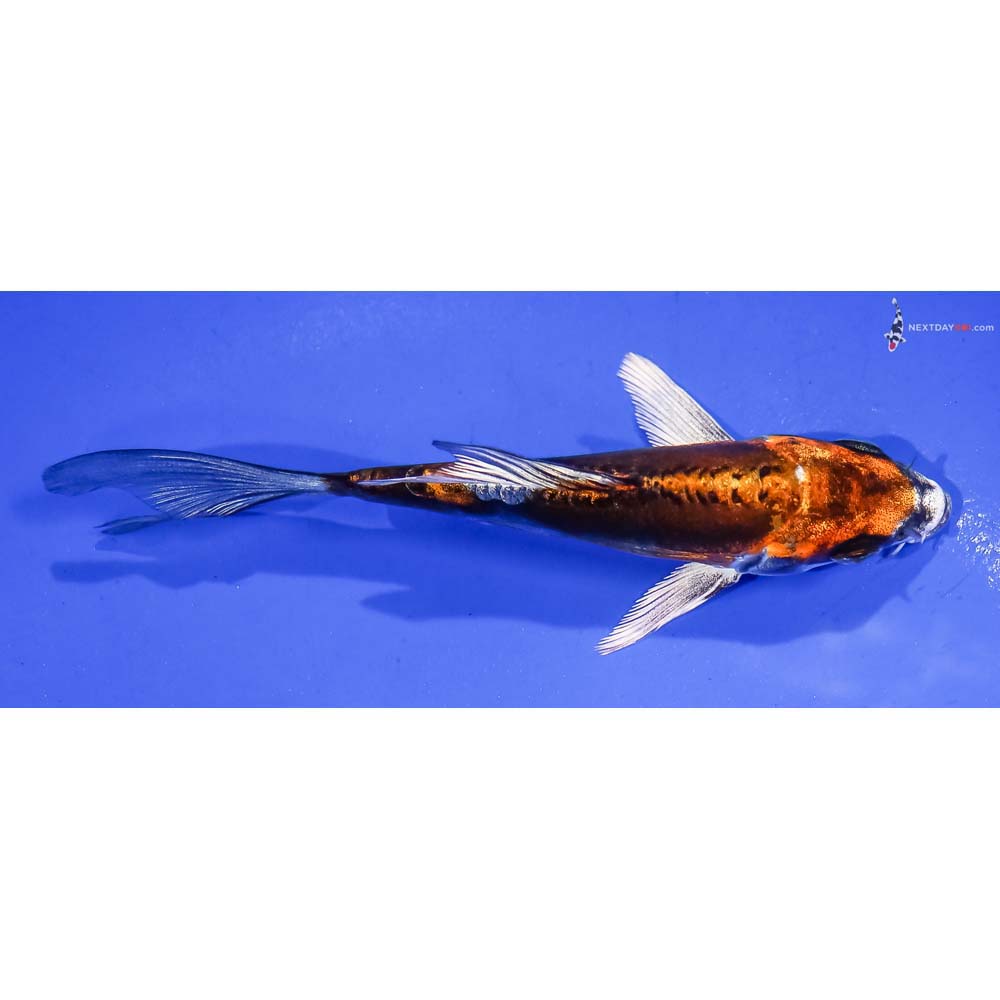 4.5” Imported Kin Kikokuryu Butterfly Koi
