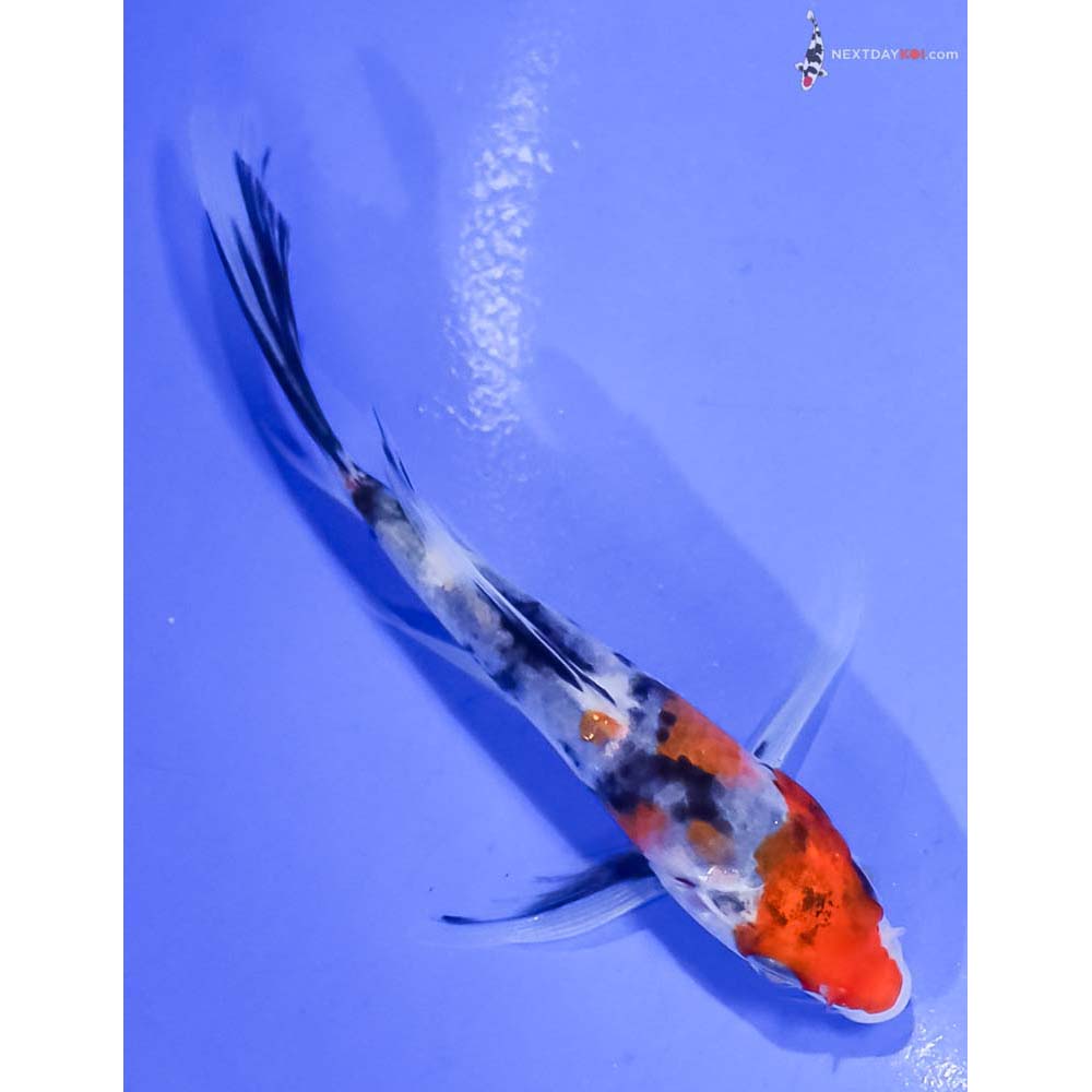 4.5” Imported Sanke Butterfly Koi