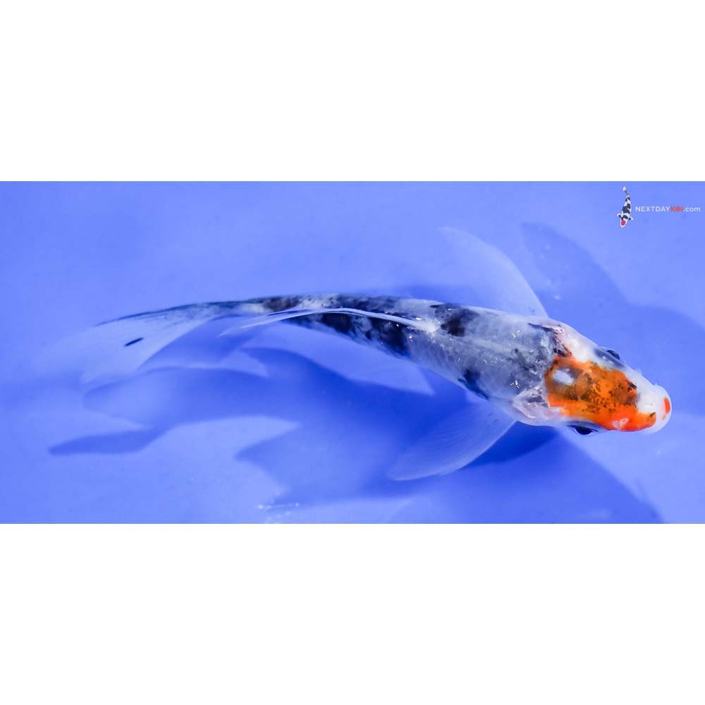 4” Imported Sanke Butterfly Koi