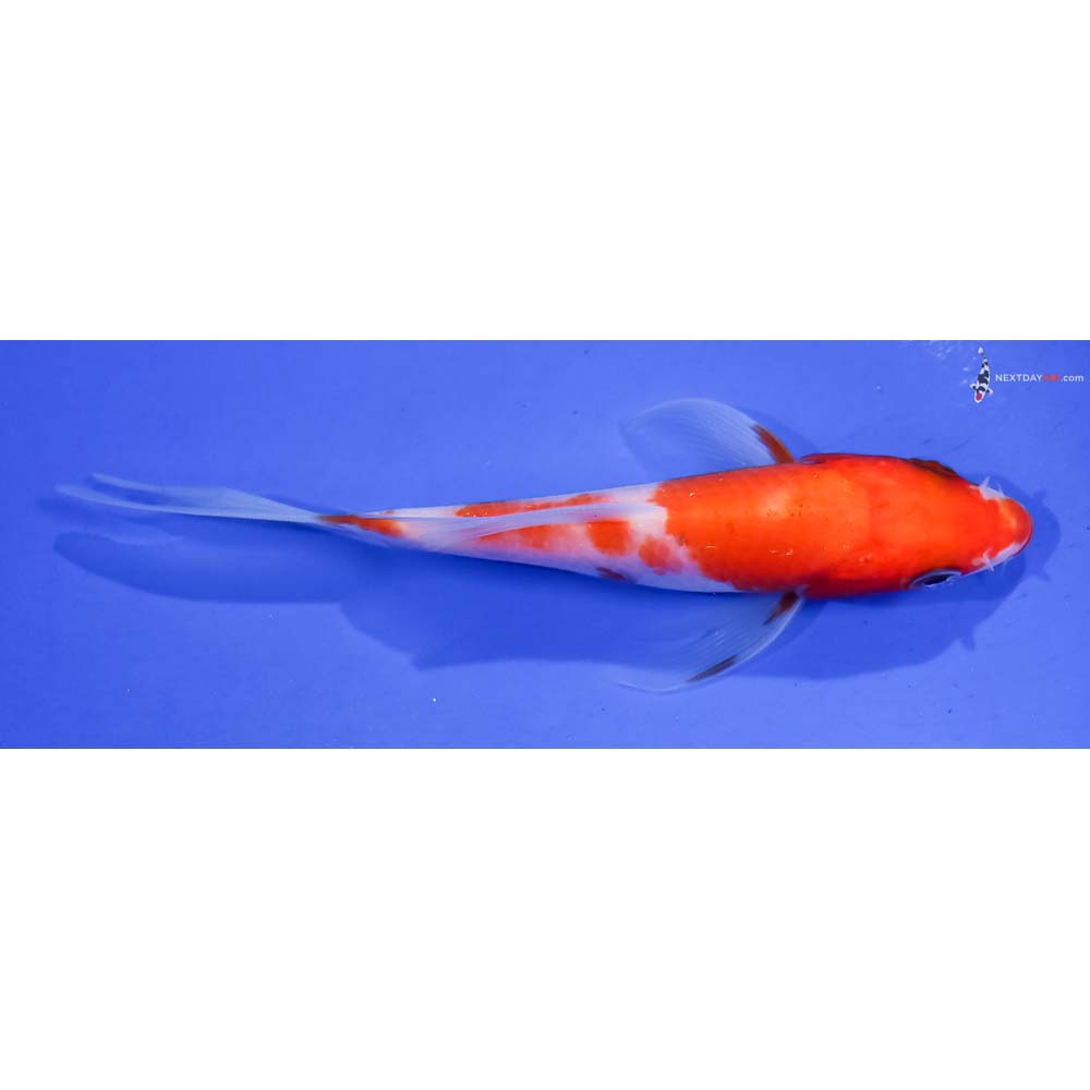 4.5” Imported Kohaku Butterfly Koi