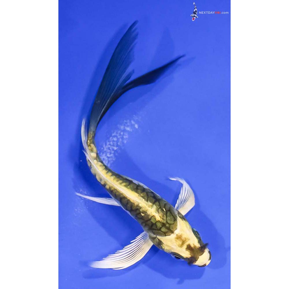 5” Imported Armor Scaled Kin Kikokuryu Butterfly Koi