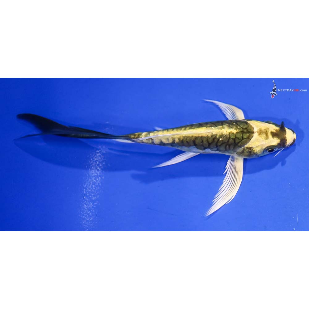 5” Imported Armor Scaled Kin Kikokuryu Butterfly Koi