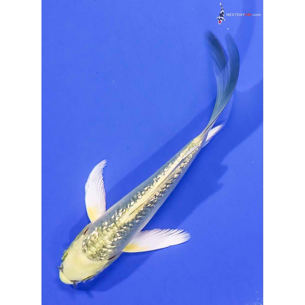 5” Imported Gin Rin Ki Matsuba Butterfly Koi