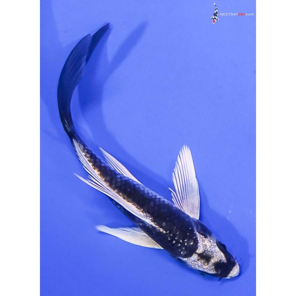5” Imported Kujaku Butterfly Koi
