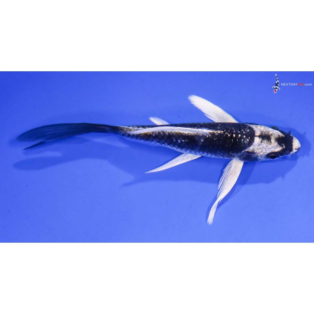 5” Imported Kujaku Butterfly Koi