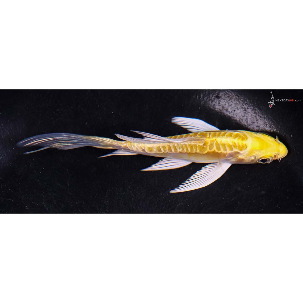 5” Imported Doitsu Yamabuki Ogon Butterfly Koi