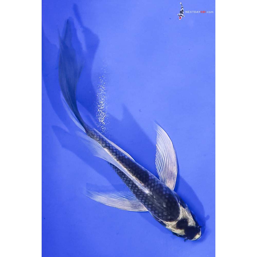 5.5” Imported Kujaku Butterfly Koi