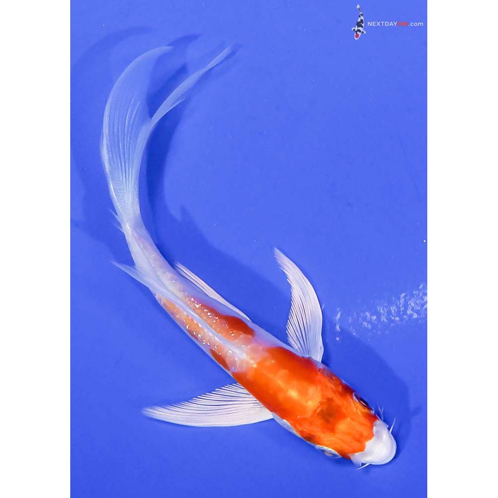 4.5” Imported Kikusui Butterfly Koi