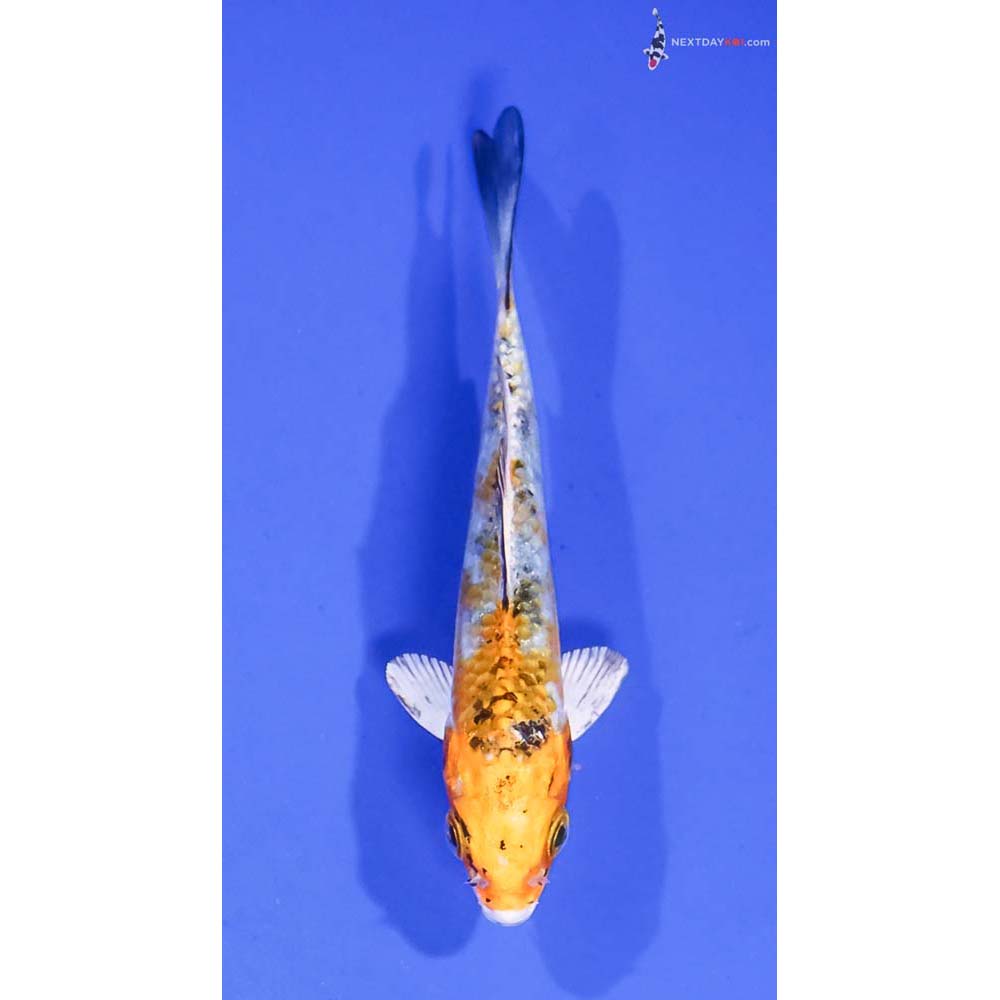 4” Imported Yamato Nishiki