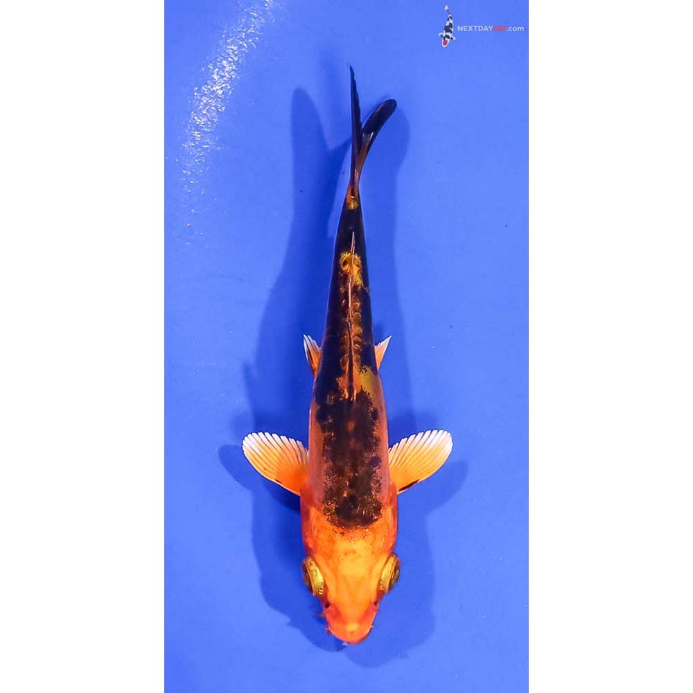 4” Imported Kin Kikokuryu