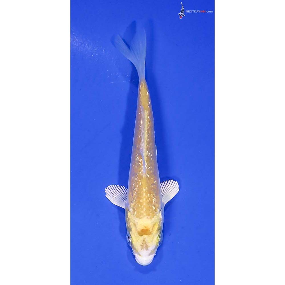 3.5” Imported Gin Rin Lemon Hariwake