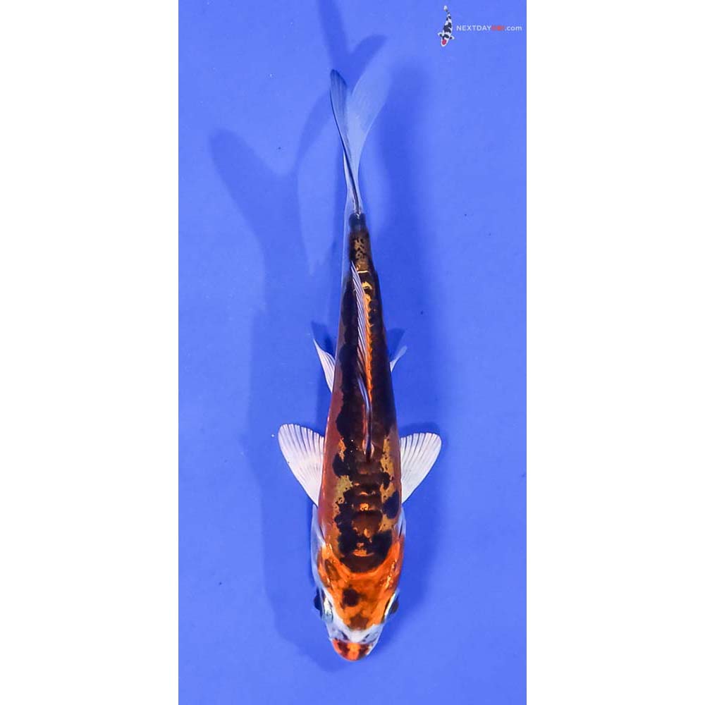 4” Imported Kin Kikokuryu